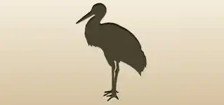Stork