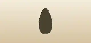 Pinecone