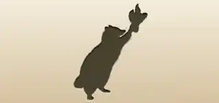 アライグマのシルエット