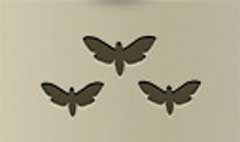 Moths silhouette