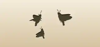 Moths
