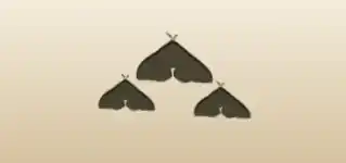 Moths