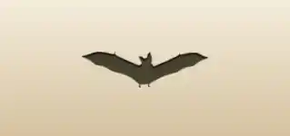 Bat