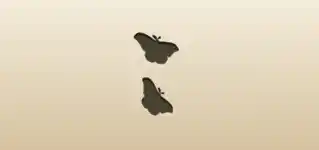 Moths