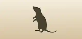 Rat