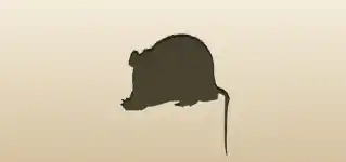 Rat