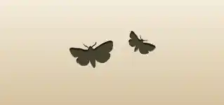 Moths