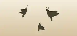 Moths