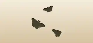 Moths