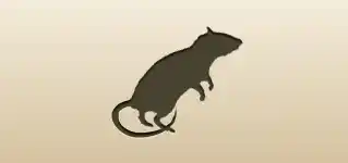 Rat