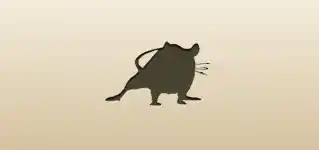 Rat