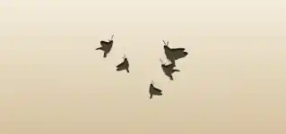 Moths