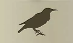 Starling