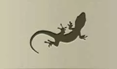 Lizard