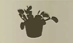 Venus Flytrap