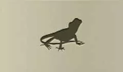 Lizard