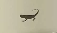 Lizard