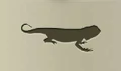 Lizard