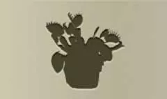 Venus Flytrap