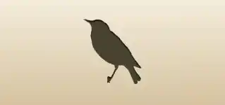 Starling silhouette