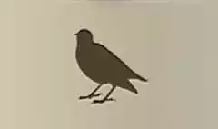 Starling
