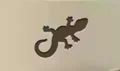 Lizard