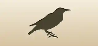 Starling silhouette