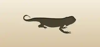 Lizard silhouette