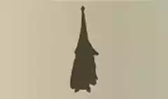 コウモリ