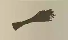 ドライフラワー