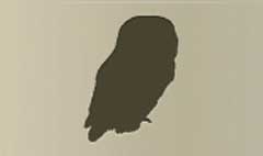 Owl silhouette