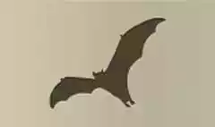 コウモリ