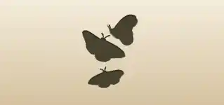Moths silhouette