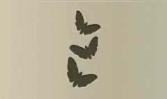 Moths silhouette