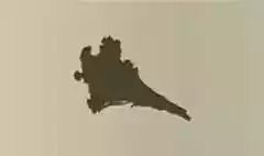 ドライフラワー