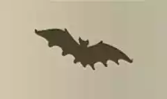 コウモリ