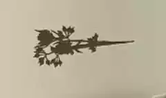 ドライフラワー