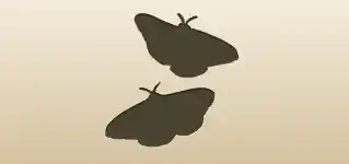 Moths silhouette