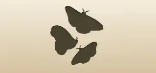 Moths silhouette