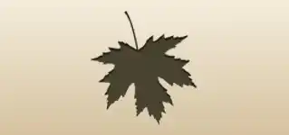 カエデの葉のシルエット