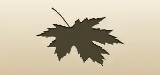 カエデの葉のシルエット