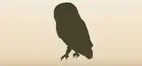 Owl silhouette
