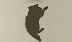 アライグマのシルエット
