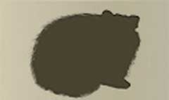Raccoon silhouette
