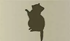 アライグマのシルエット