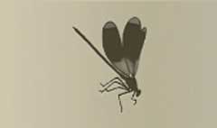 Dragonfly silhouette