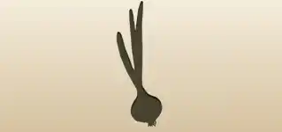 タマネギ