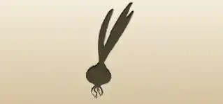 タマネギ