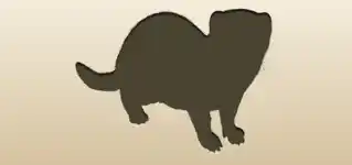 フェレット