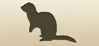 フェレット